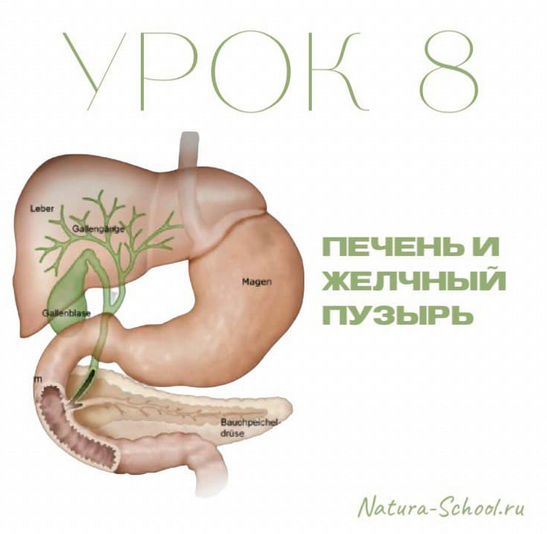 [Олег Гитбиндер] [Natura-School] Урок 8. Печень и _0.png